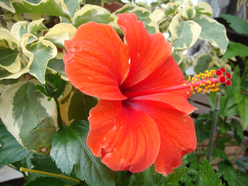 Western Michigan [2009] 490.JPG - Scenes from Windmill Island in Holland, Michigan.